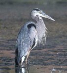 Great Blue Heron bird standing near water