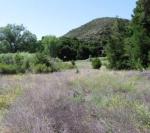 Los Padres National Forest. Image from fs.usda.gov